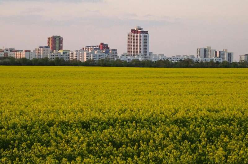 After global catastrophe, urban and near-urban farming could be sufficient to sustain mid-size cities