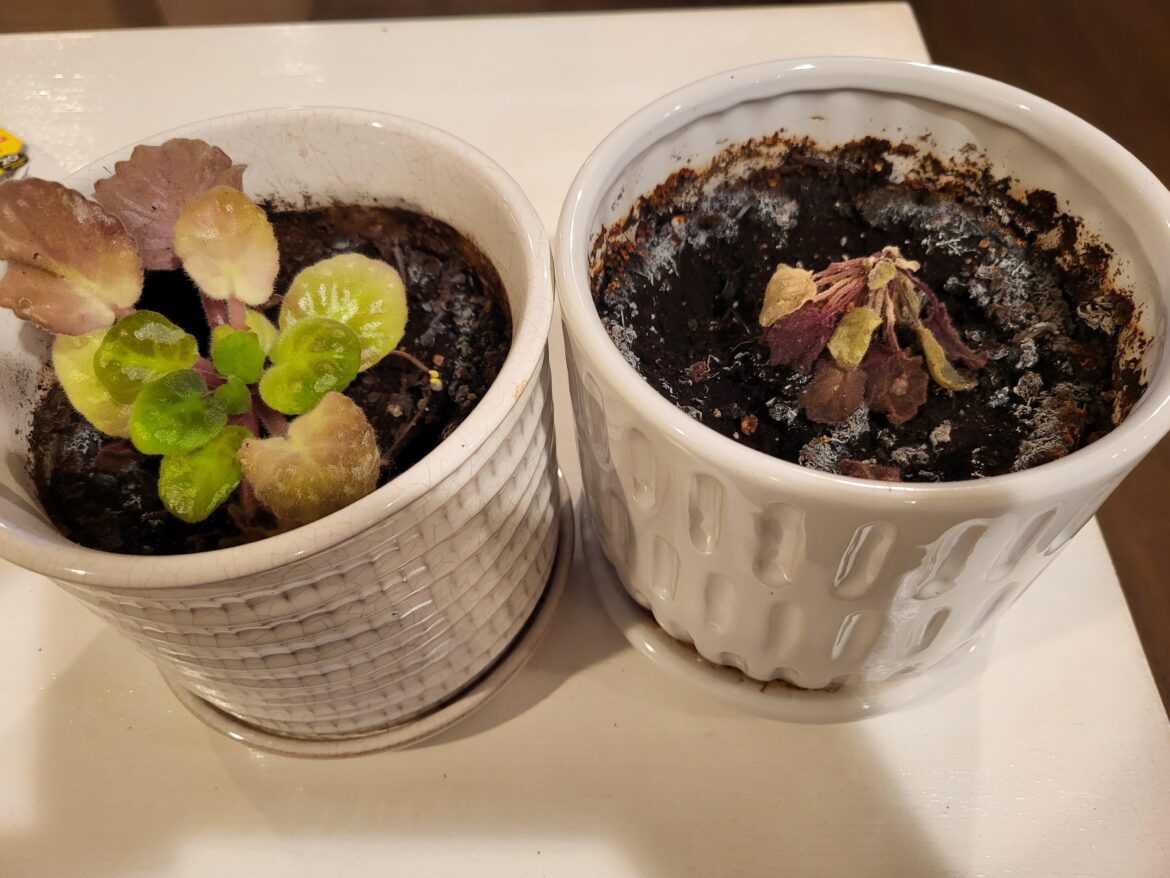Can these be saved?