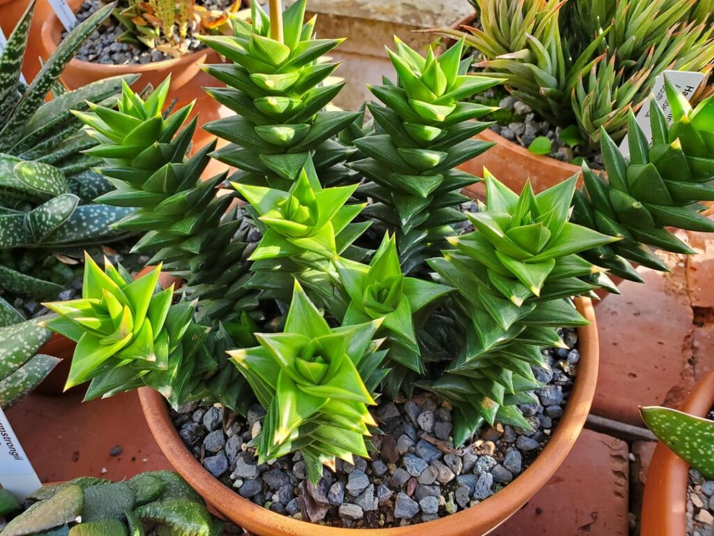 Astrolaba congesta university specimen