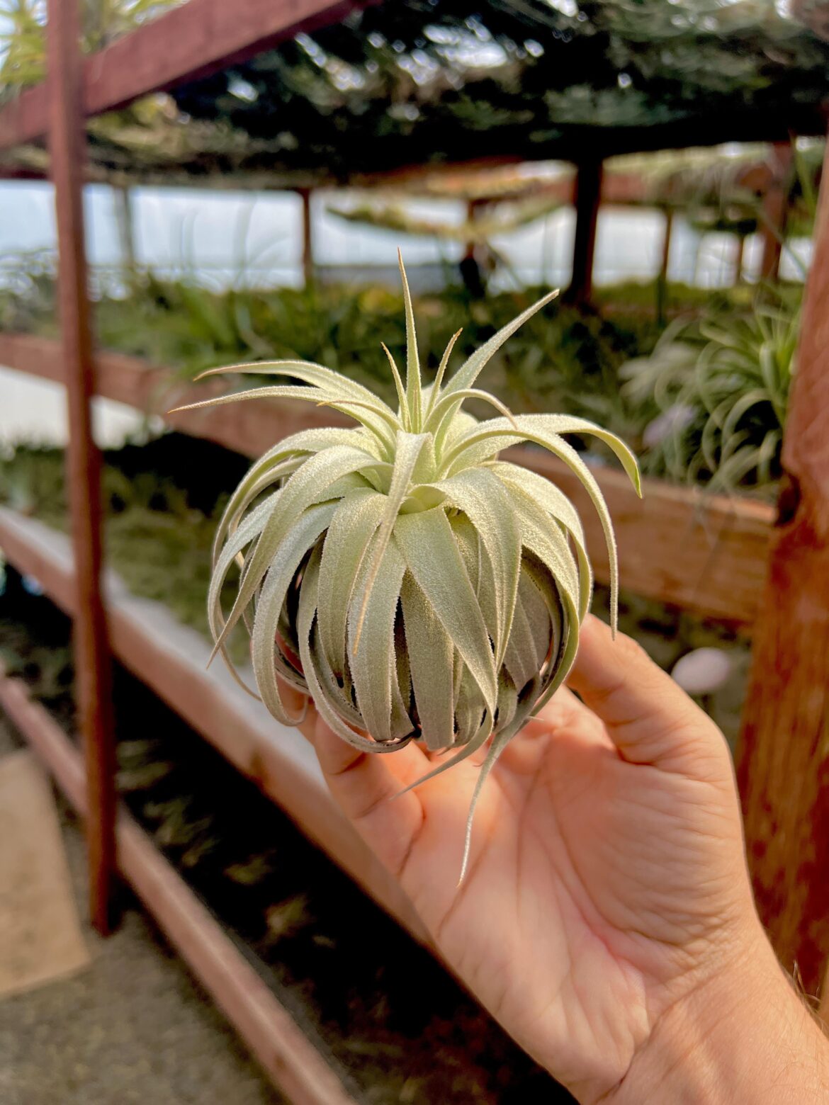 gardneri var rupicola - these are rare and desirable for obvious reasons 😁