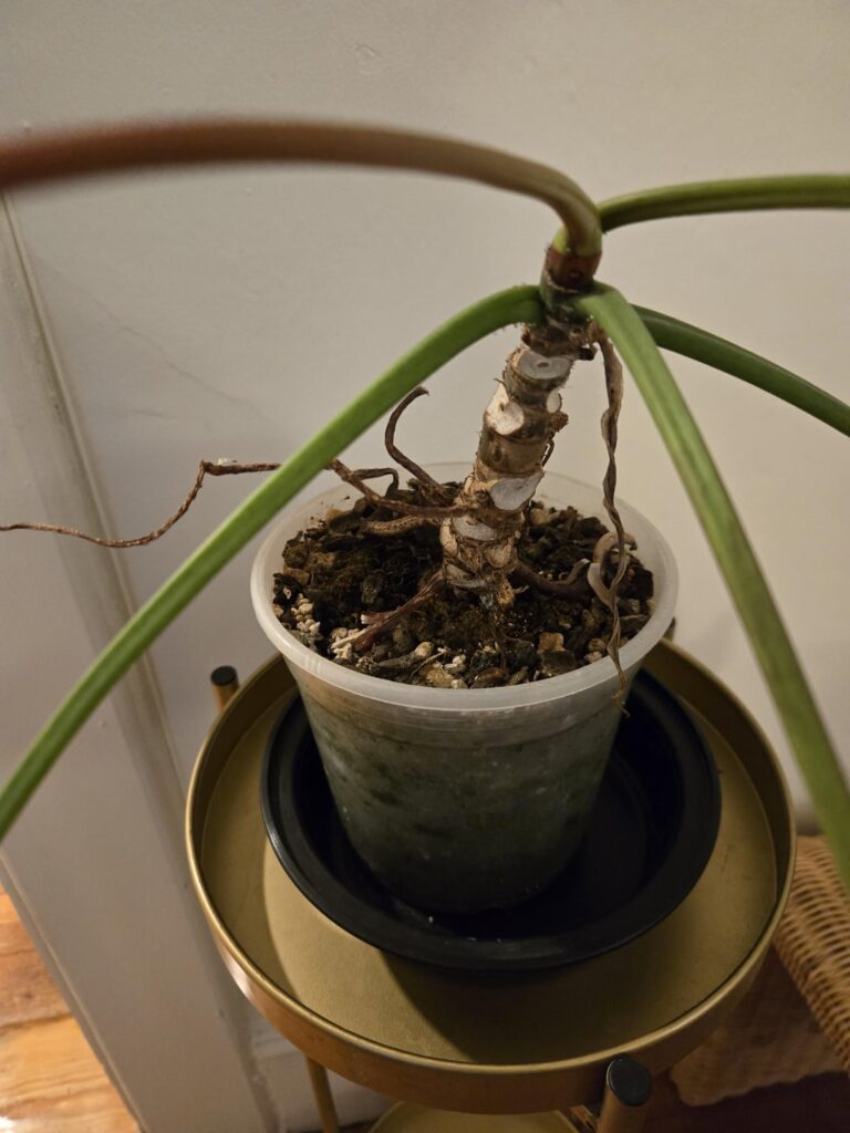 How do I fix this Spiritus sancti? How do I fix this Spiritus sancti?