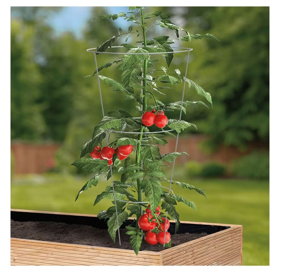 Tomato plant supported by a three-tiered metal cage.