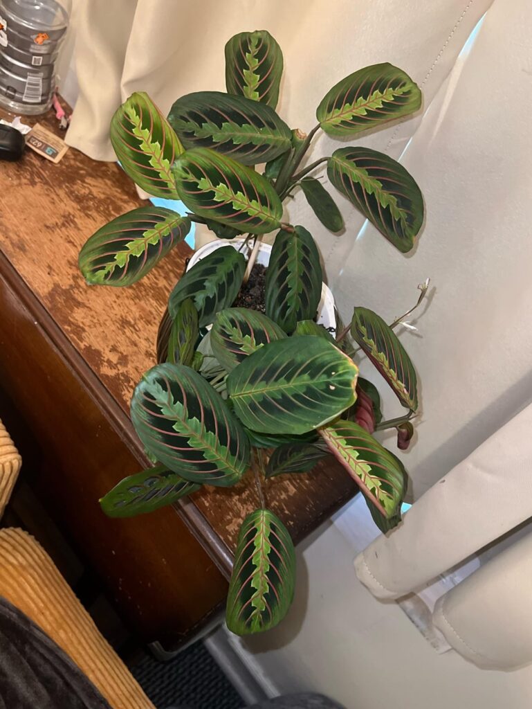 6 months of growth for my maranta!