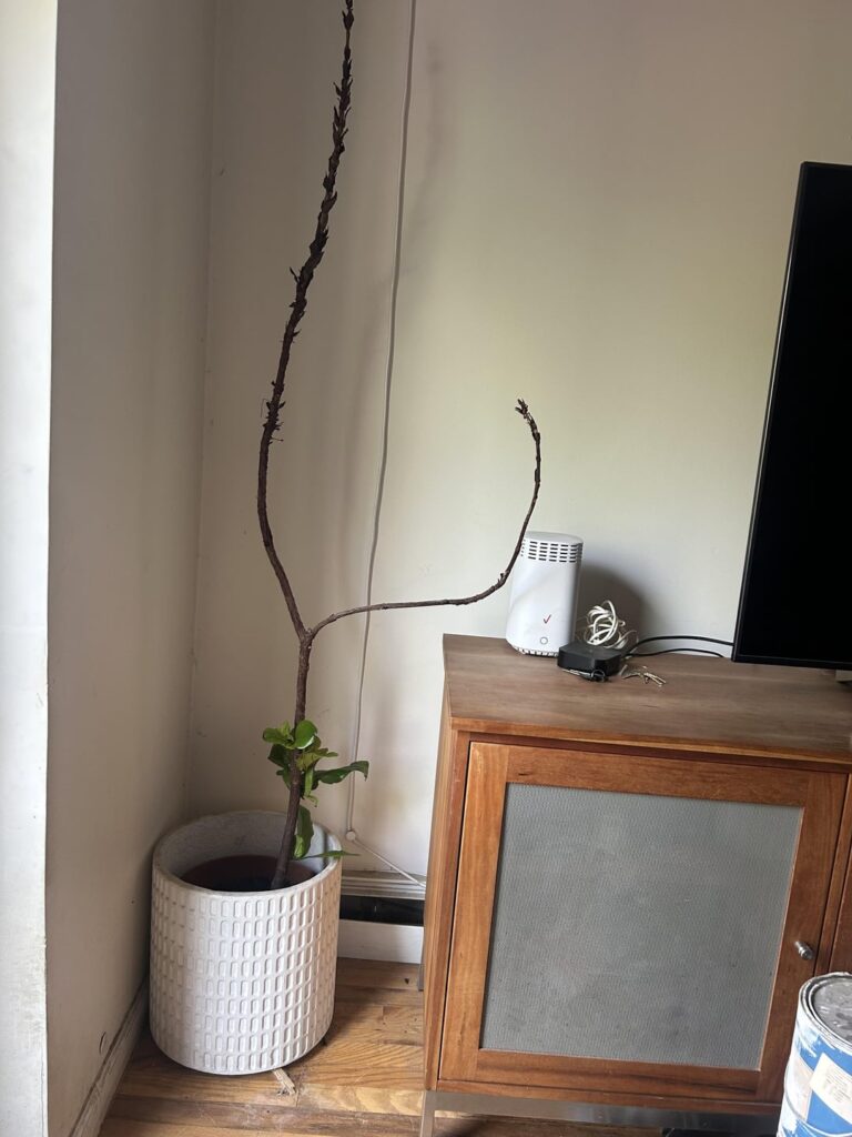 Life finds a way