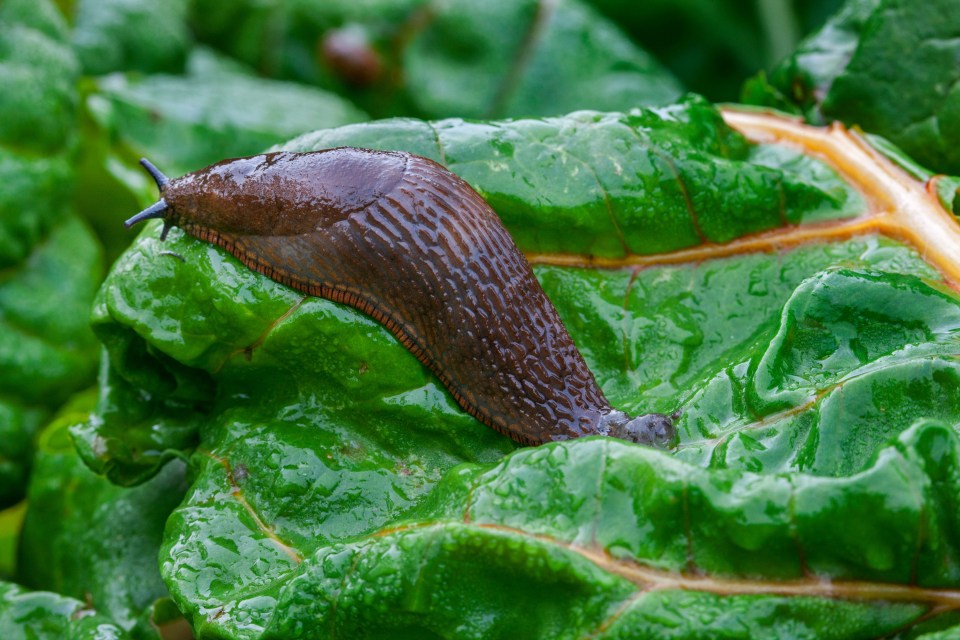 A large red slug on a vegetable leaf.
