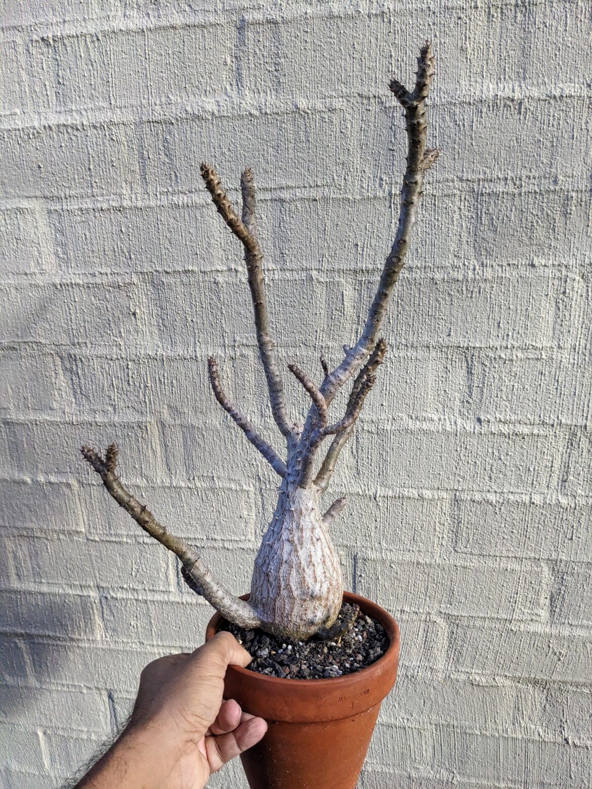 Pachypodium windsorii