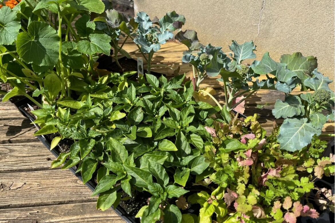 Essential Gardening Tips For New Jersey's Short Growing Season