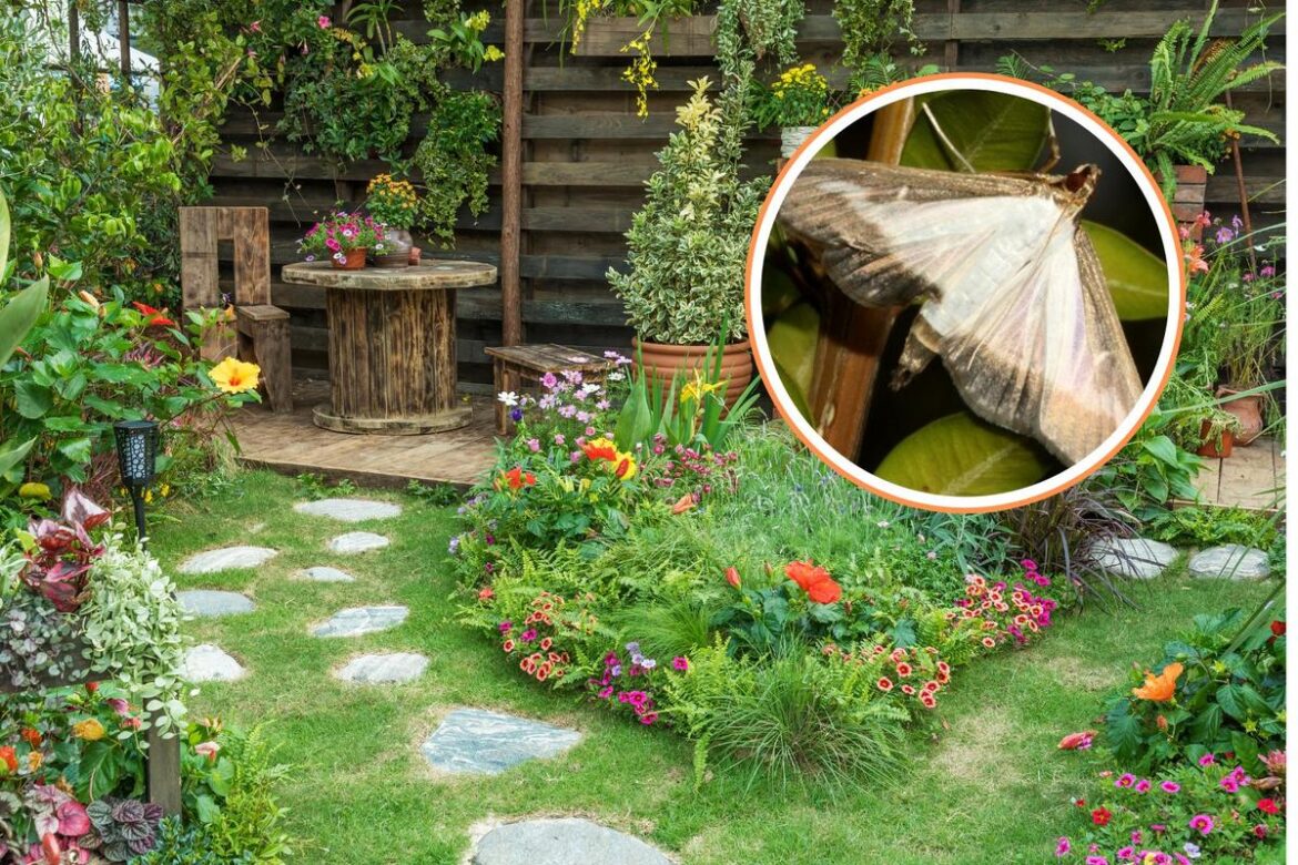 This Summer Pest Is About to Wreak Havoc on Midwestern Gardens