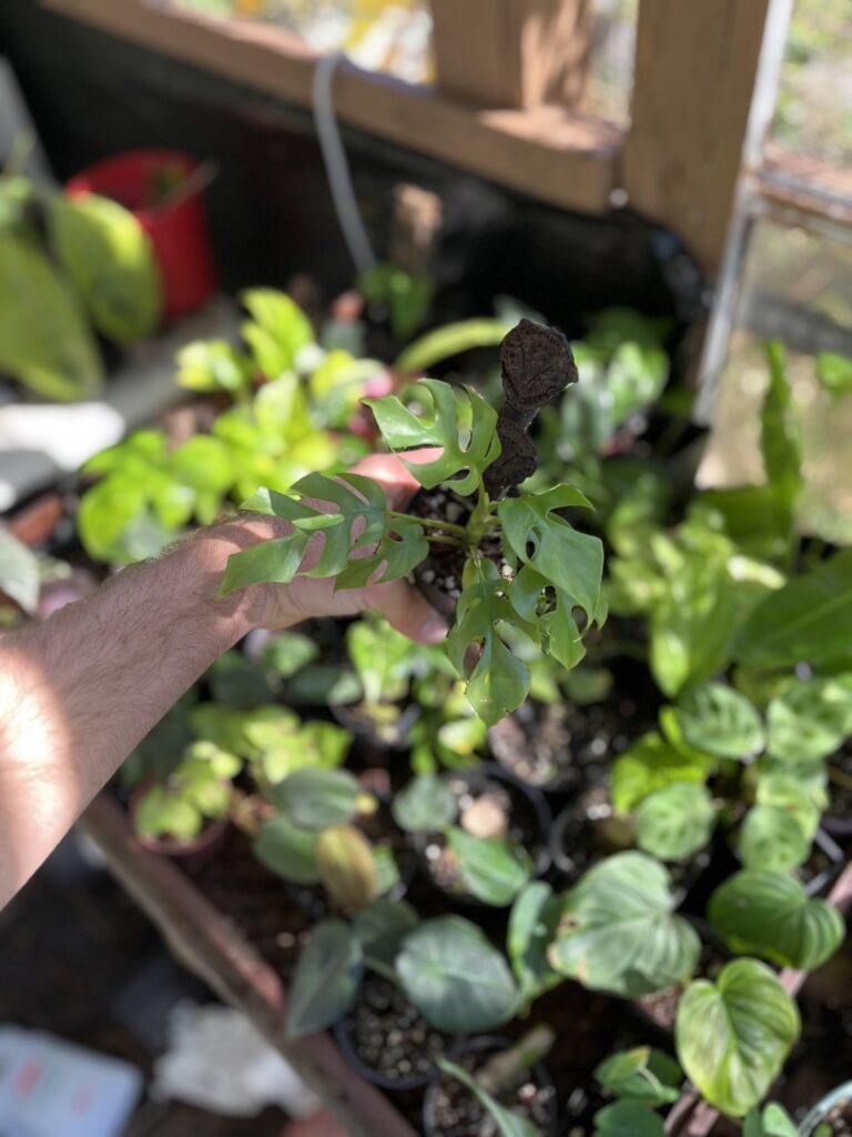 Anyone else have a dwarf raphidaphora tetrasperma ?