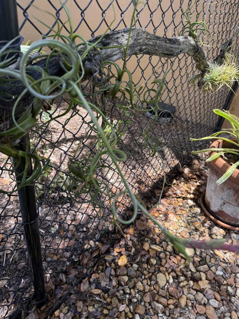 Large airplant getting ready to bloom Large airplant getting ready to bloom