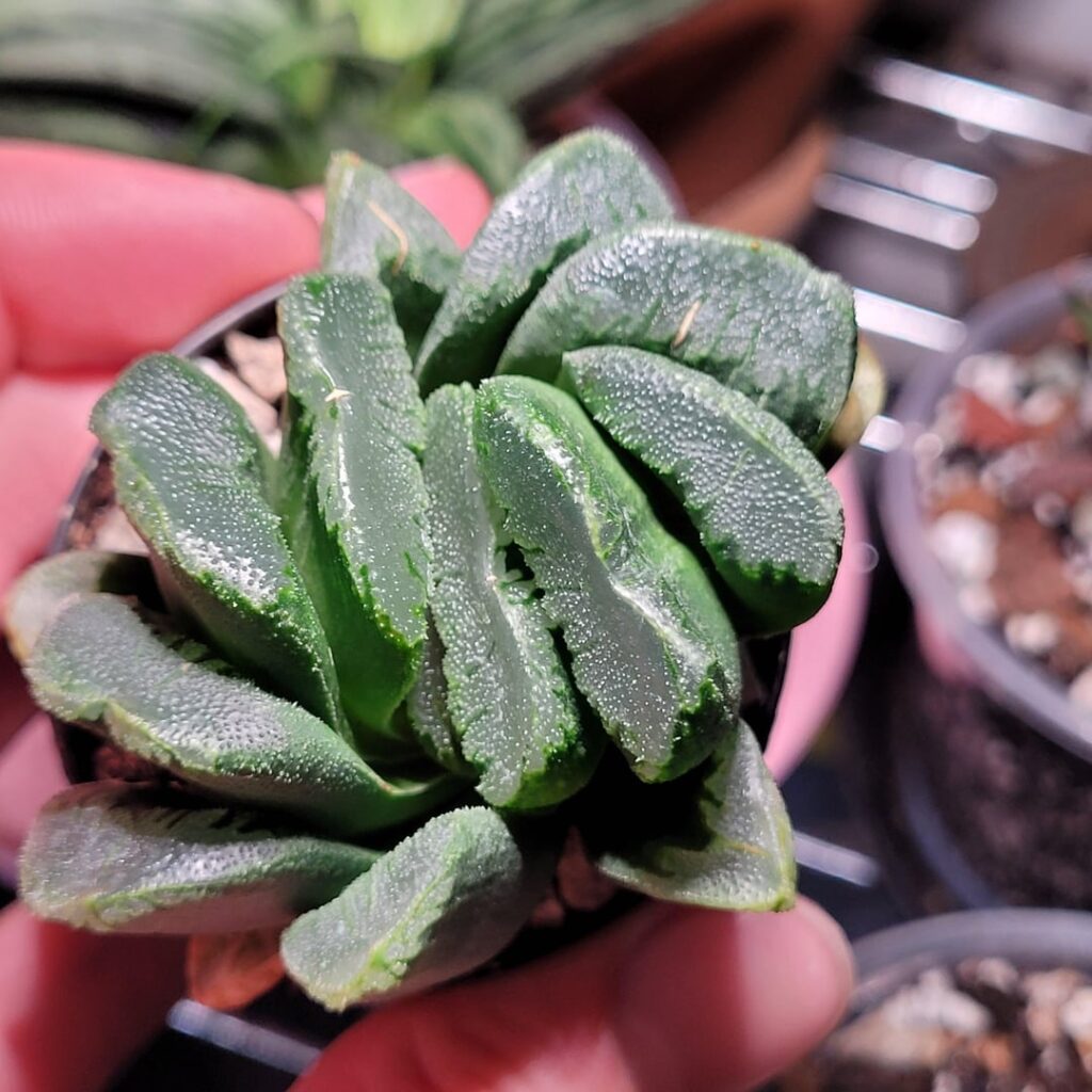 Lil Dude Repotting Advice