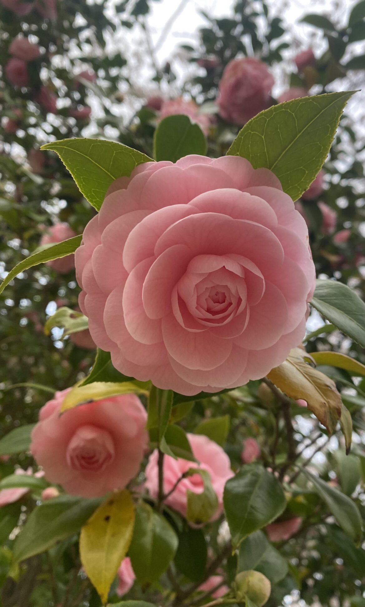 Pink Camelia
