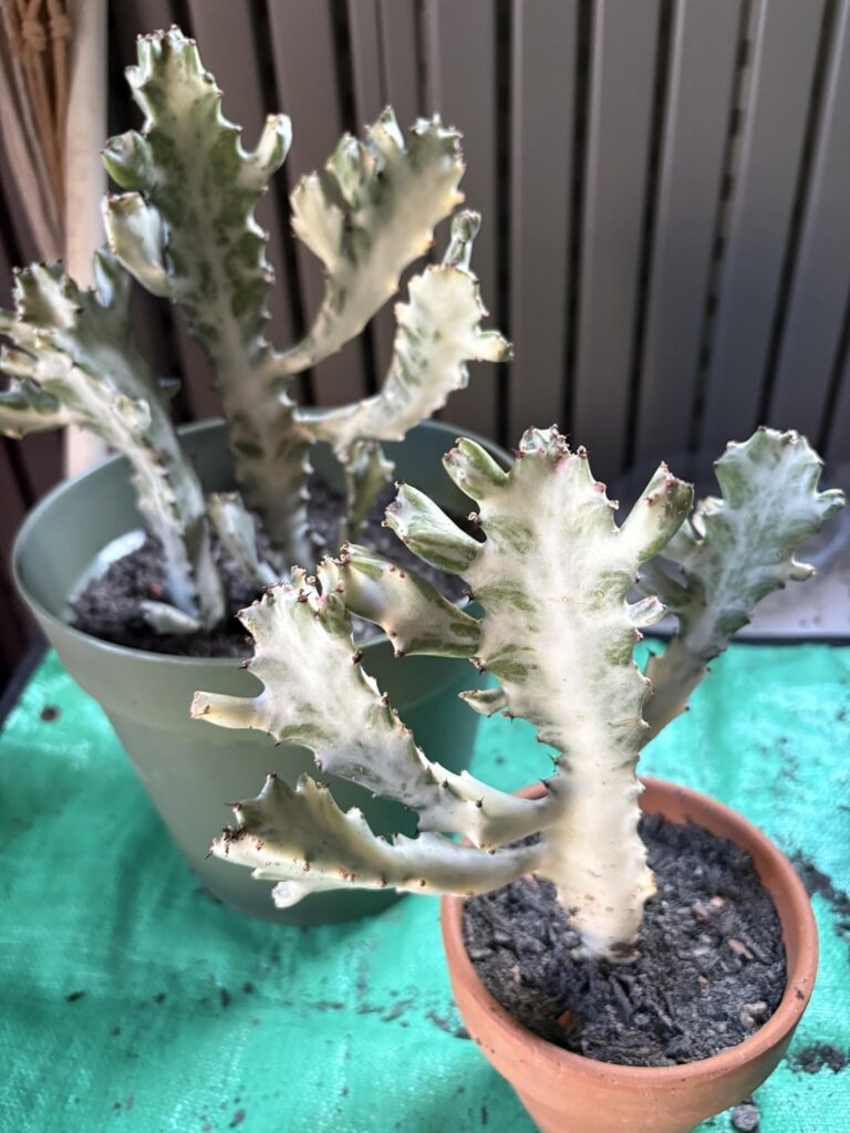 Just found this at home depot