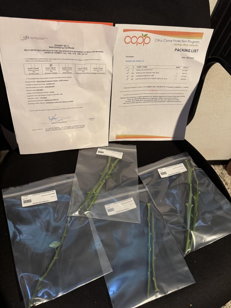 Just received my citrus cuttings from CCPP. Now what?
