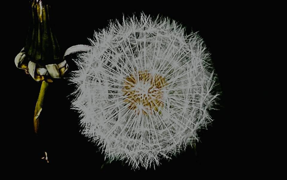 Dandelion clock by Carly Jo Curbishley