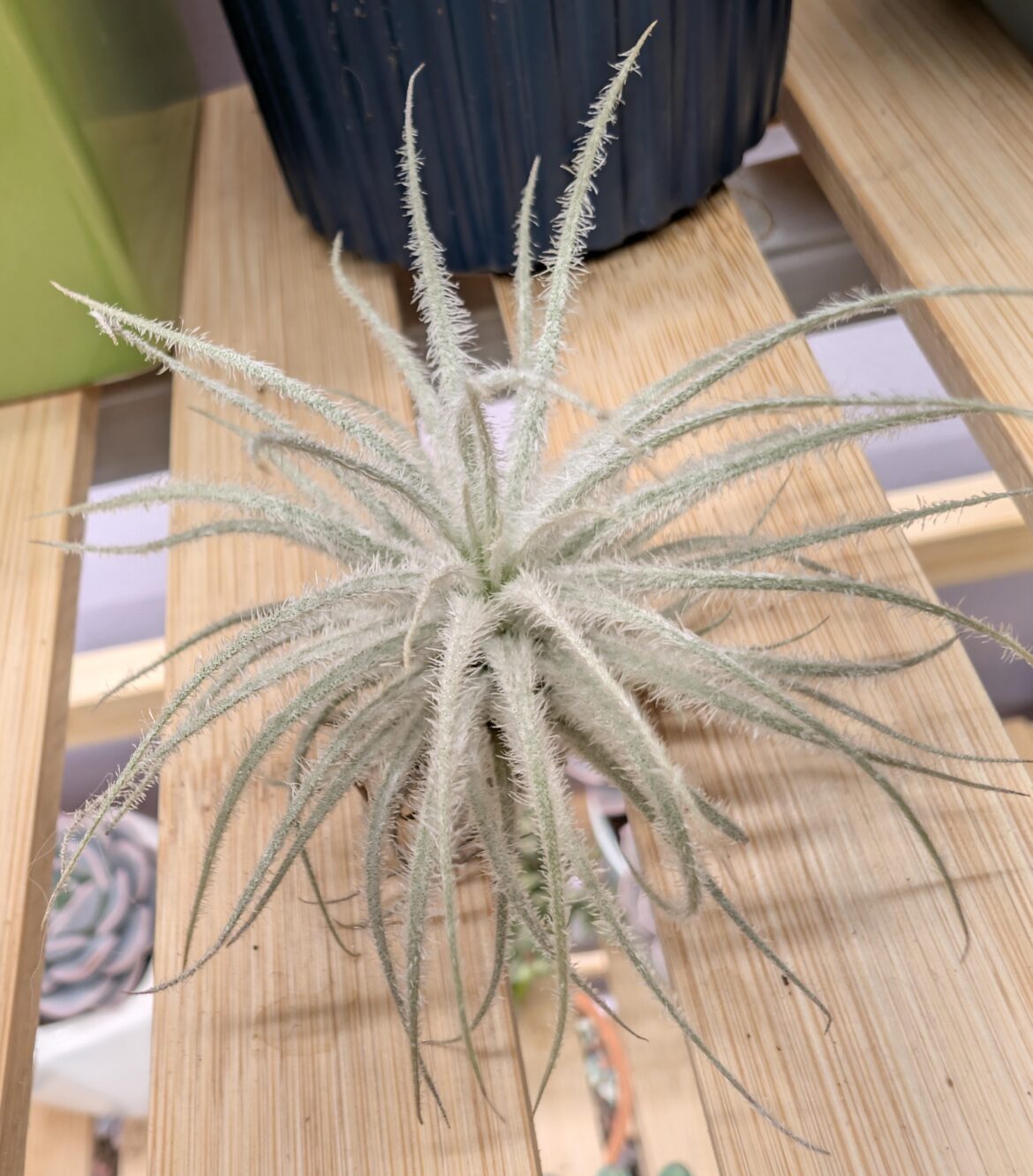 Tillandsia tectorum Ecuador. It can handle much brighter light and less frequent watering than most air plants thanks to all of its fuzzy trichomes
