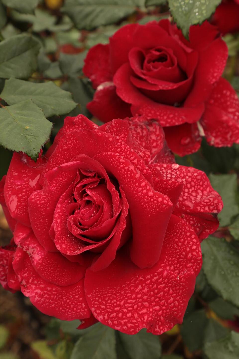 Dew drops on two perfect deep red roses known as "In The Mood."