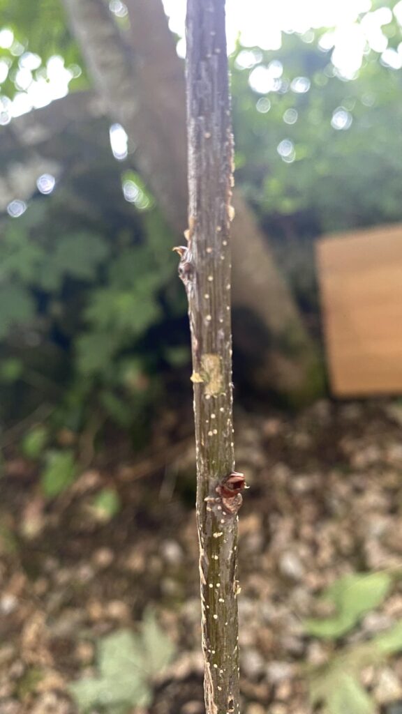 Really need help with my oak sapling