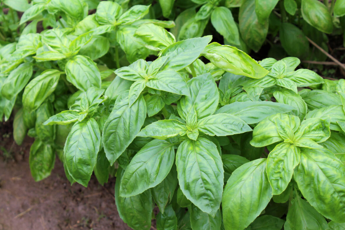 Gardener shares money-saving tips for growing seemingly endless supply of key ingredient: ‘Yielding a bountiful harvest’ "Good tip!"