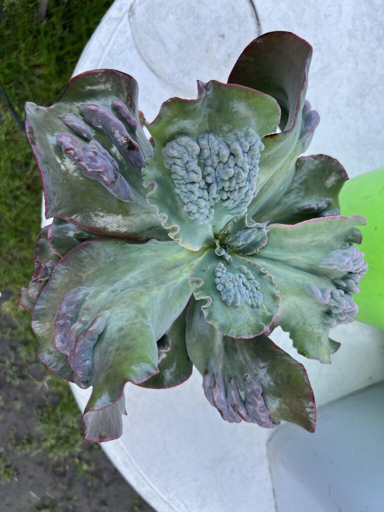 Got these last weekend from a local plant market