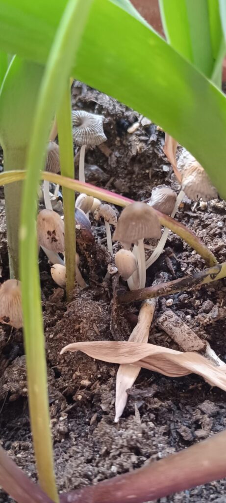 Does anyone know what mushrooms these are?