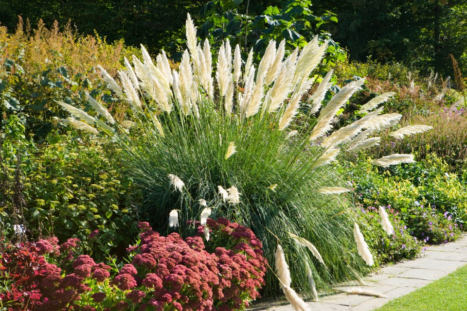 Pampas grass in a garden.