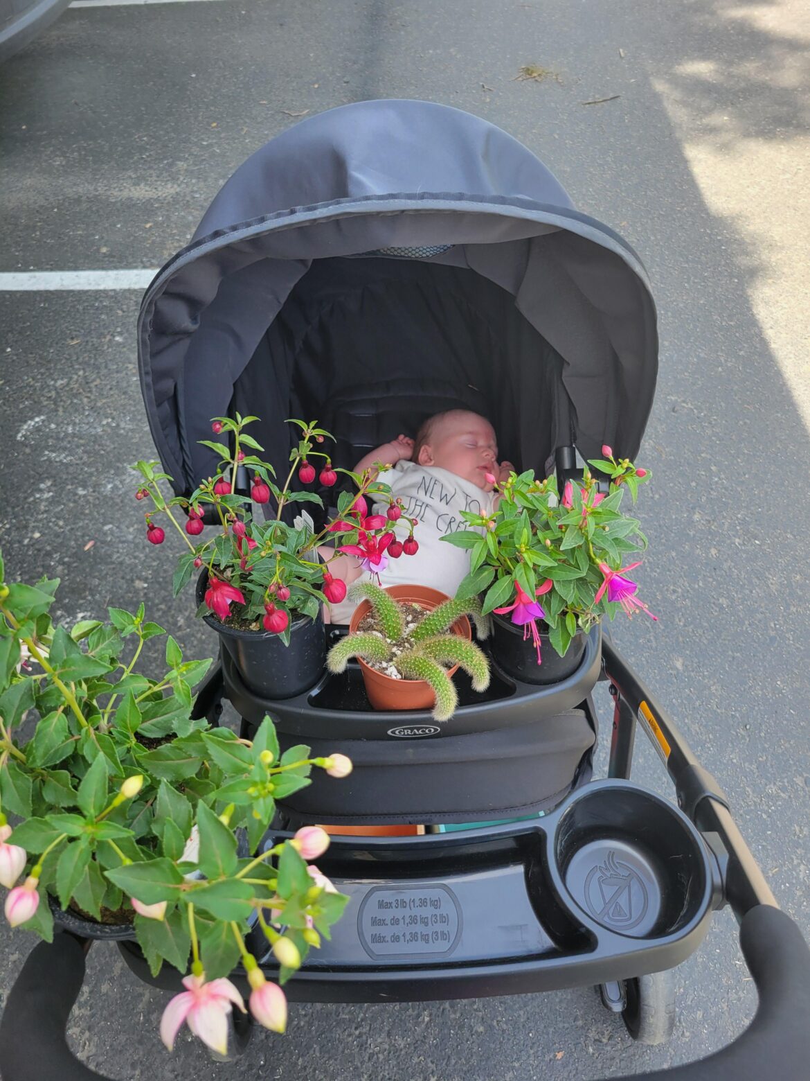 Thankful this stroller came with plant holders 🤭🪴