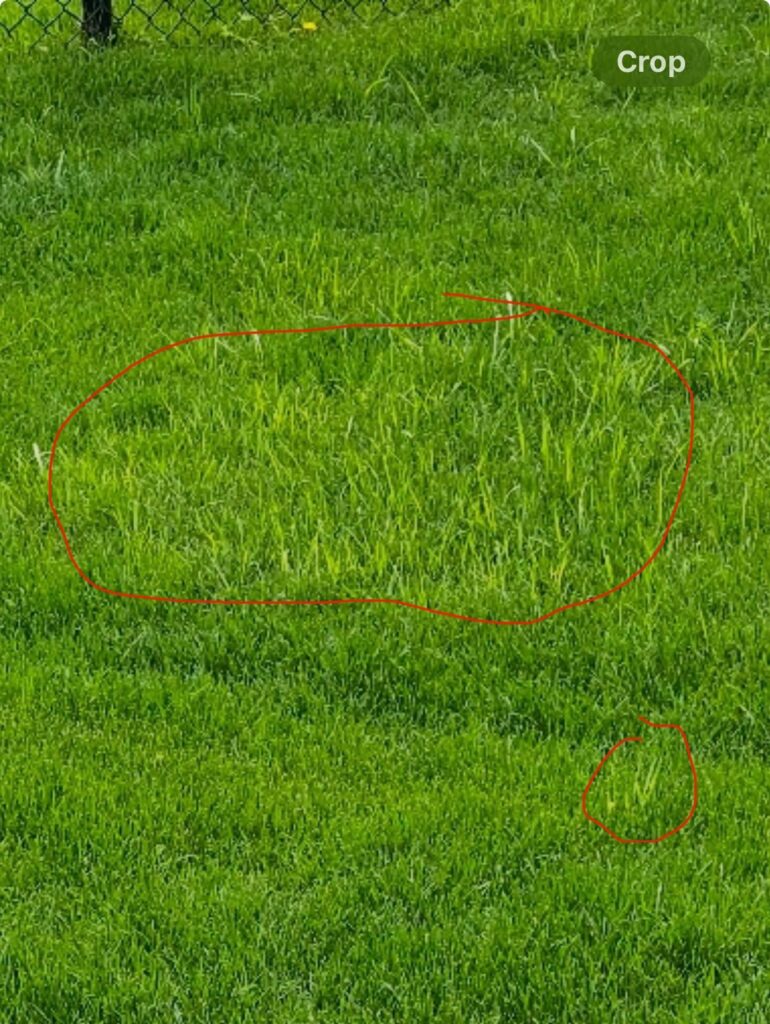 ID Don’t like this lawn grass ID Don’t like this lawn grass