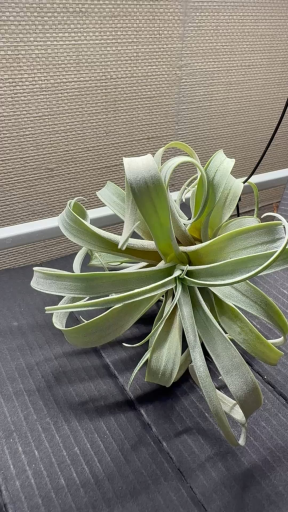 Is this air plant healthy?