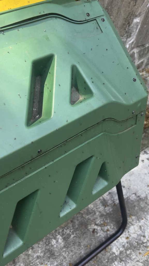 My bin is overrun with fungus gnats!