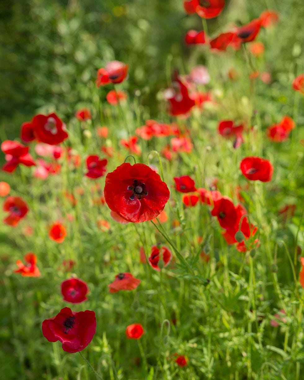 old fashioned flowers poppies