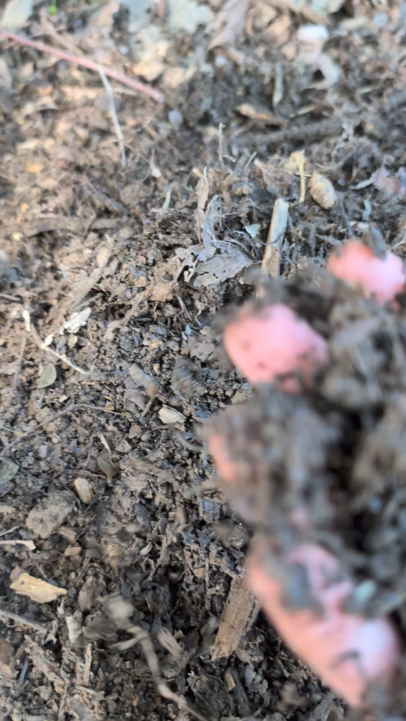 Rate my compost!