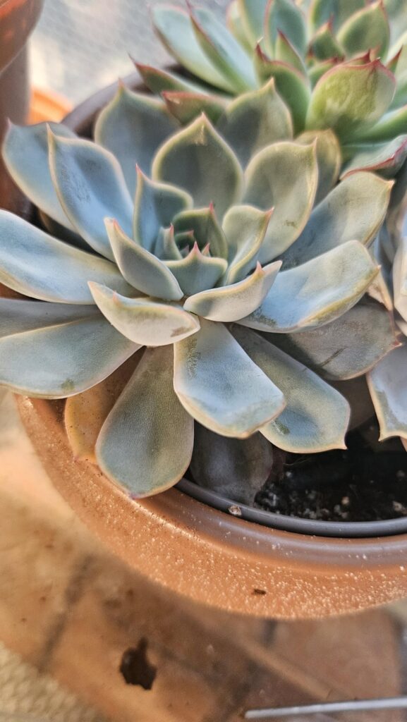 What are these specific species Latin and common name please