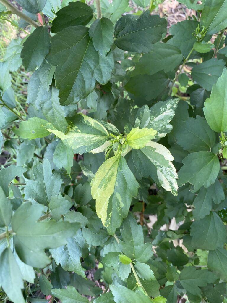Is this a new type of variegation for Hibiscus syriacrus (Rose of Sharon)