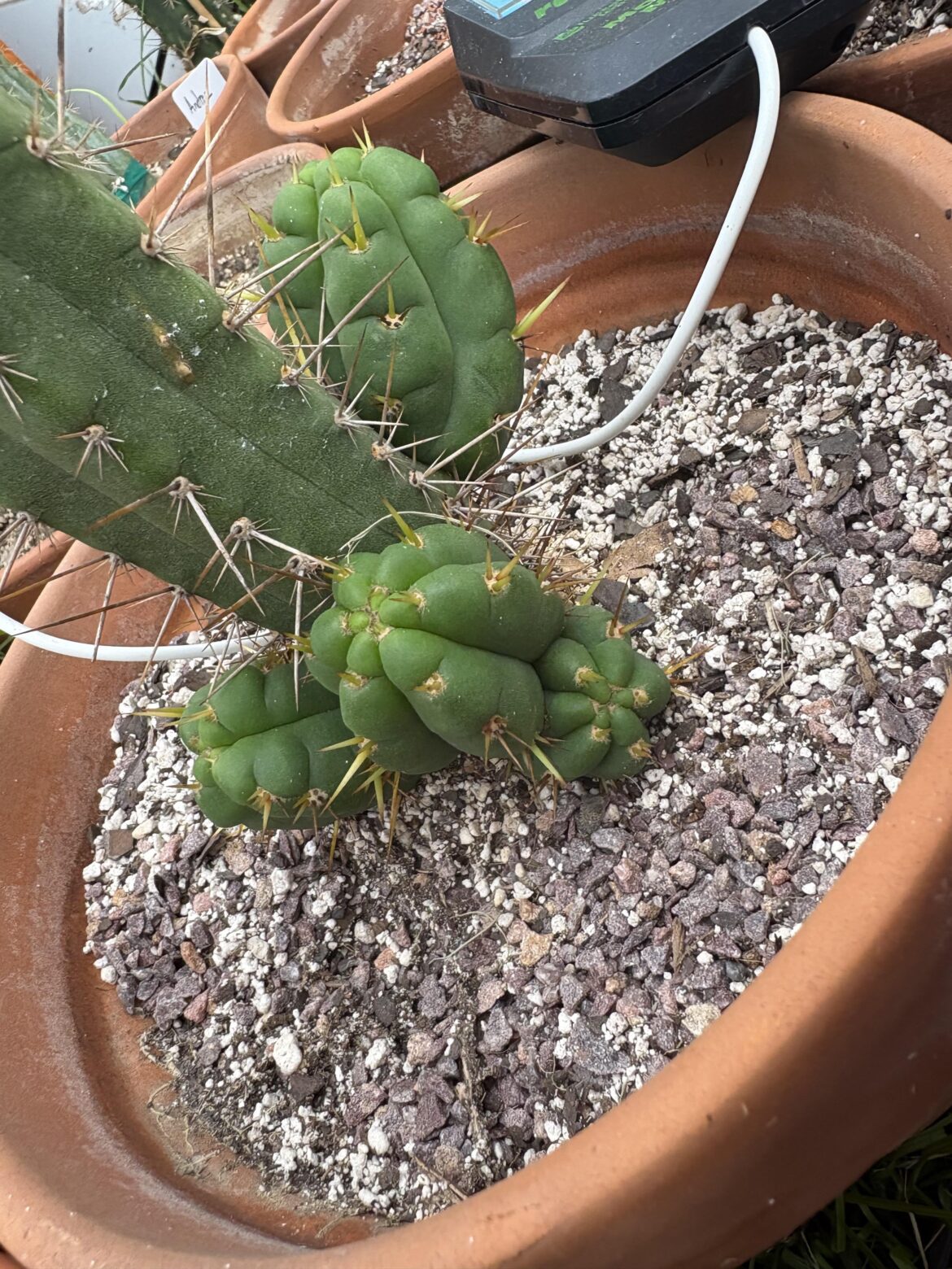 This boy is pupped up