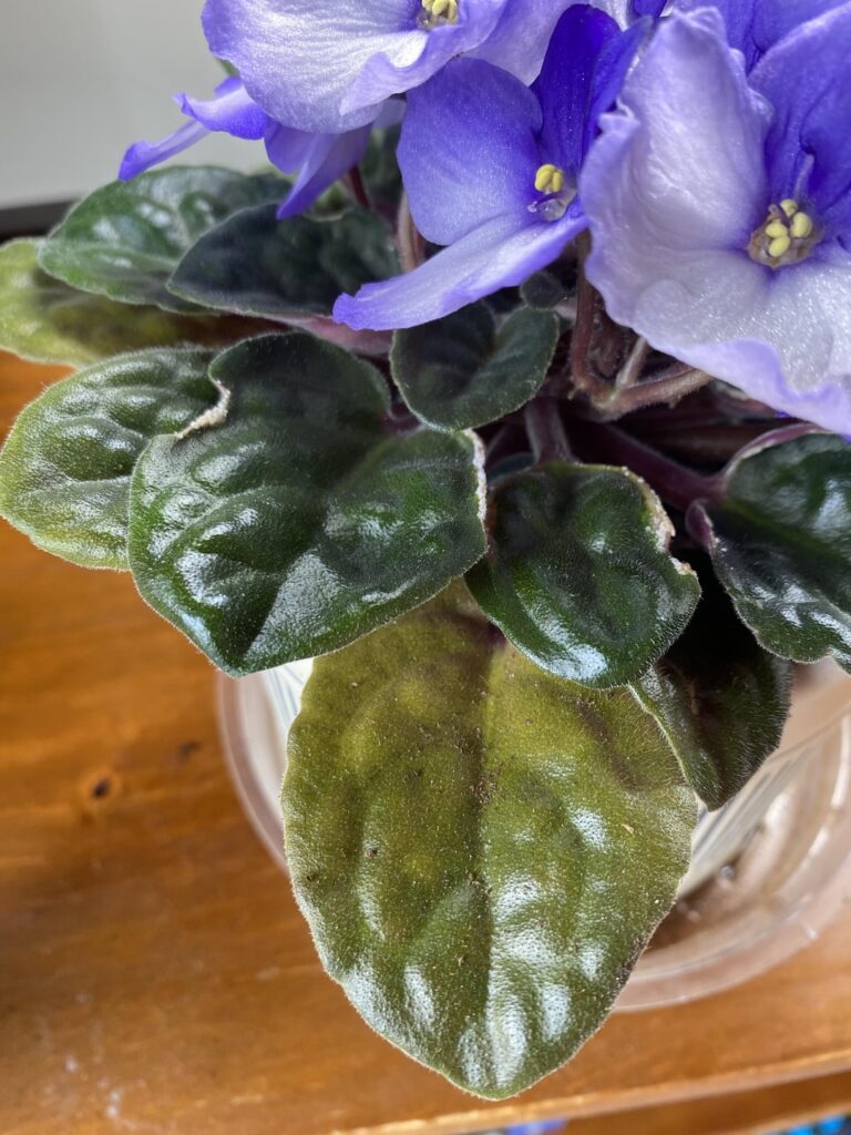 What is this on the edges of the leaves?