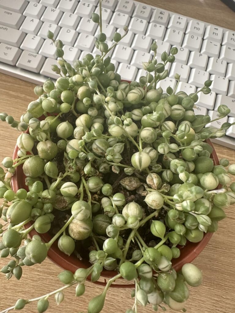 Why are my pearls dying?
