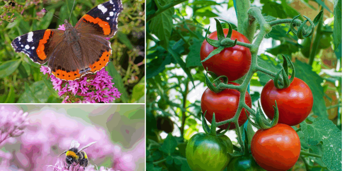 Gardener names the ‘essential component’ for a thriving vegetable garden Gardener names the ‘essential component’ for a thriving vegetable garden