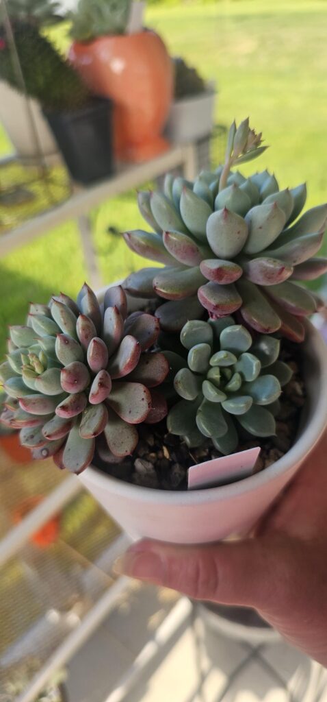 Pot up or take off the pup?