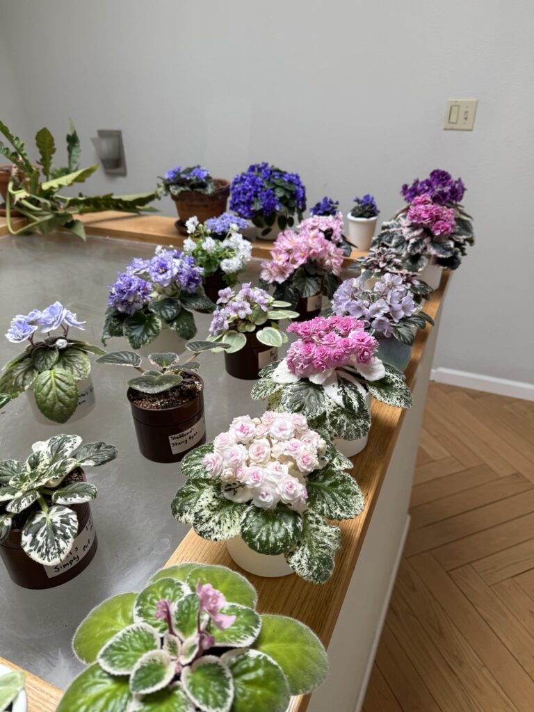 Blooming season! Blooming season!