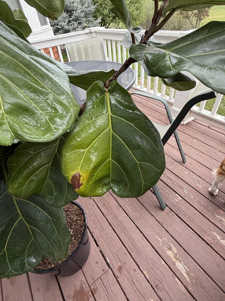 Help! Why are leaves turning half yellow? Help! Why are leaves turning half yellow?