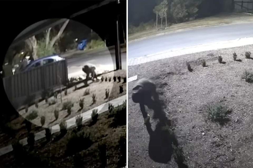 CCTV shows a hooded figure stealing plants from a garden in Eden Hills in Adelaide on Monday. 