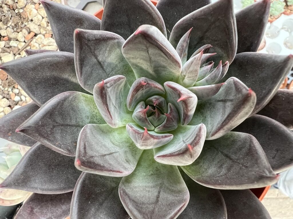 Got this really black Echeveria from a garden center yesterday