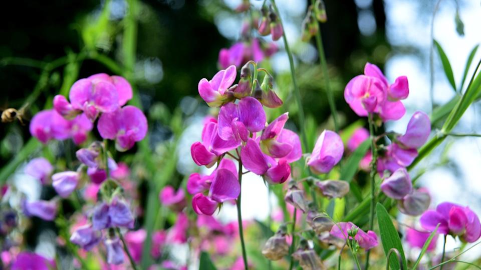 Bright pink sweet pea, Lathyrus sp., flowers. Lathyrus tuberosus grows among the green grasses in the garden