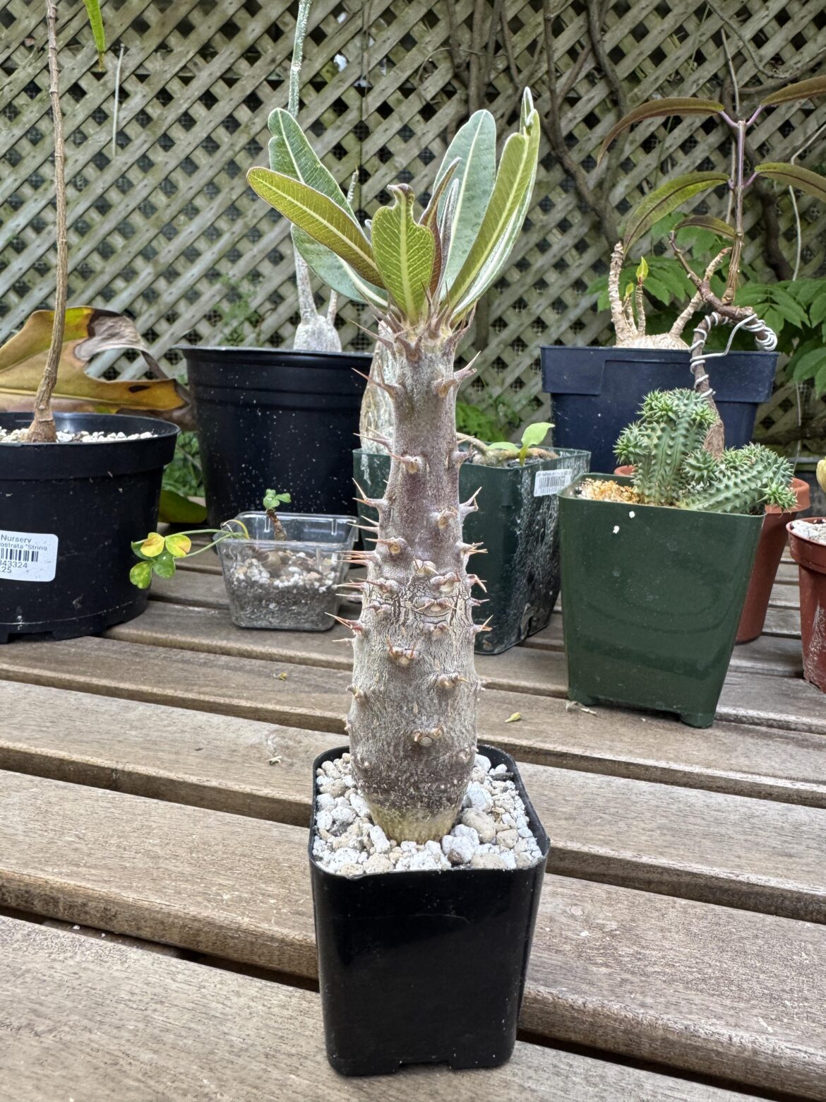 Anyone have issues with squirrels??