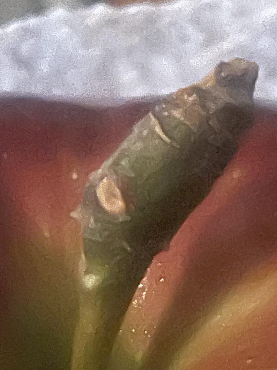 Could I graft this left over piece of branch? Could I graft this left over piece of branch?