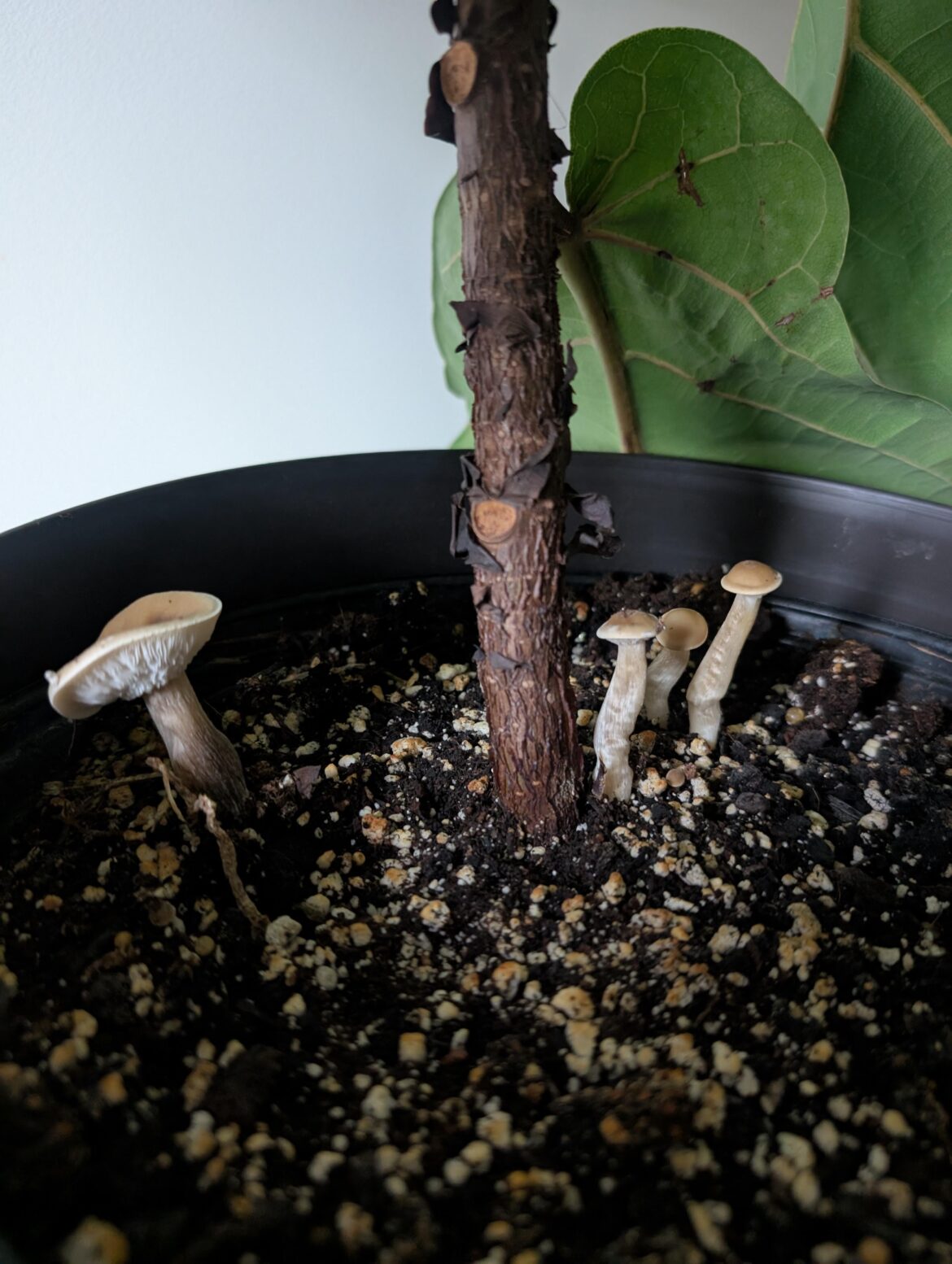 Mushrooms growing in soil. Problem?