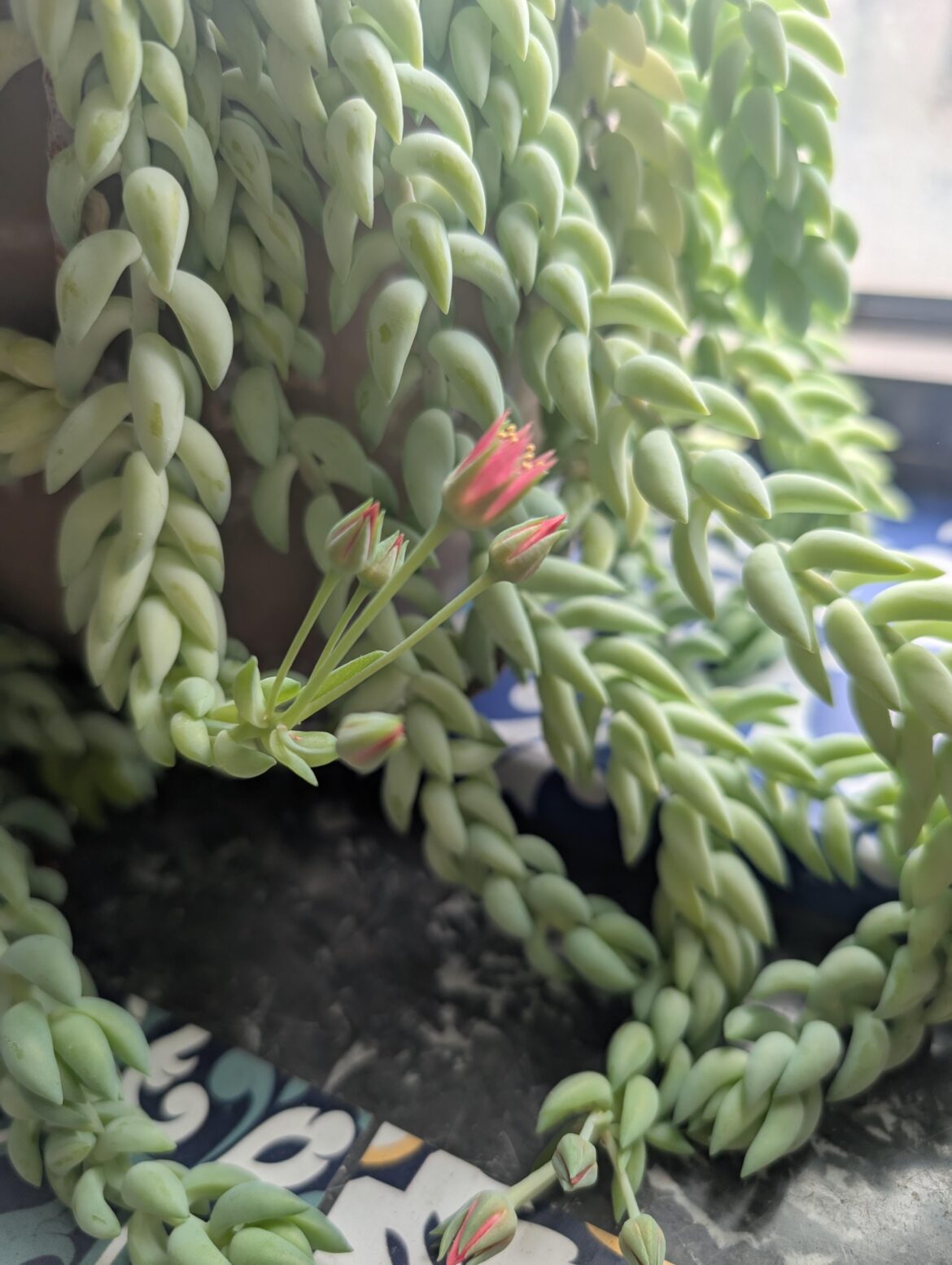My burro's tail has FLOWERED?!