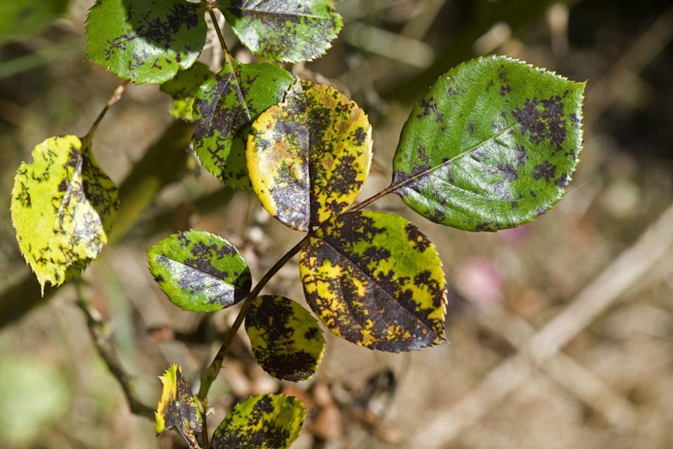 Black spot can been spotted on the leaves of your roses (Alamy/PA)