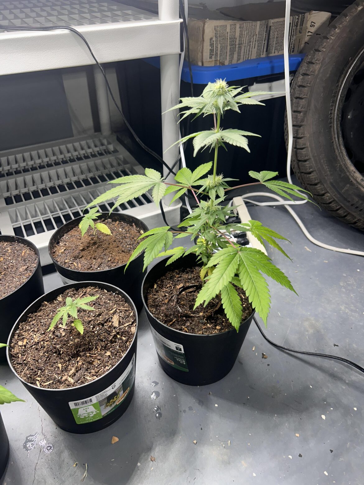 When to repot this guy?